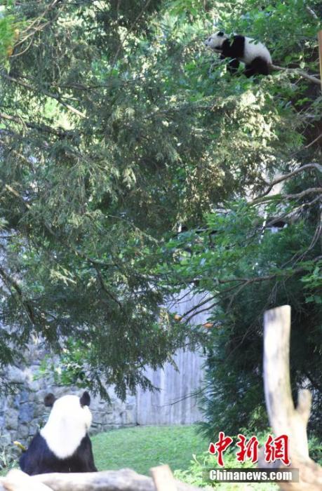 旅美熊猫幼崽“小奇迹”首次公开亮相