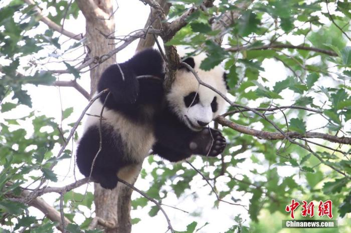 旅美熊猫幼崽“小奇迹”首次公开亮相