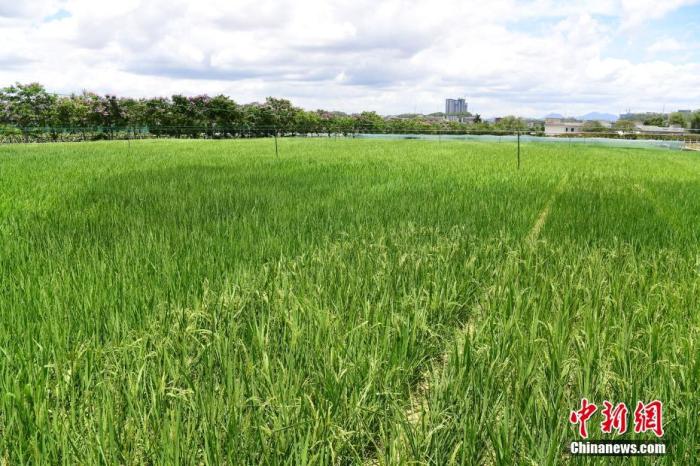 齐绍武：“杂交水稻覆盖全球梦”已经在路上