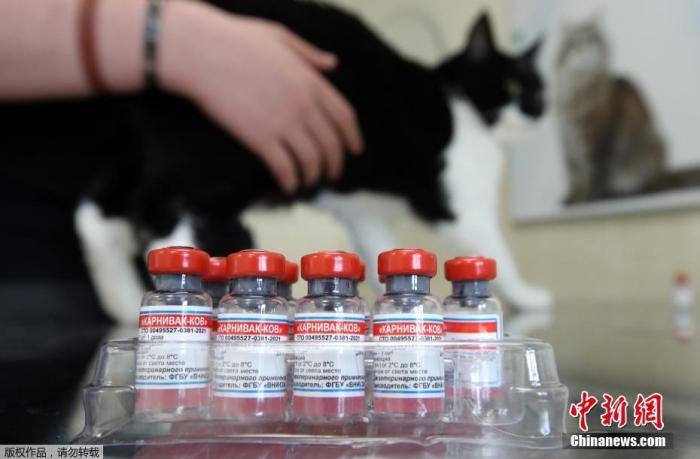 当地时间2021年6月1日，俄罗斯首都莫斯科，俄罗斯推出了一款名为Carnivac-Cov的动物疫苗。此前试验显示，疫苗能在狗、猫、狐狸和水貂体内产生新冠病毒抗体。俄罗斯联邦动植物卫生监督局表示，已经向包括莫斯科在内多个地区的公立和私营诊所分发了1.7万剂疫苗。该机构称，宠物主人以及放养动物饲养者和所有者都对疫苗表现出越来越大的兴趣，到目前为止，至少有10只猫和狗已经接种疫苗。