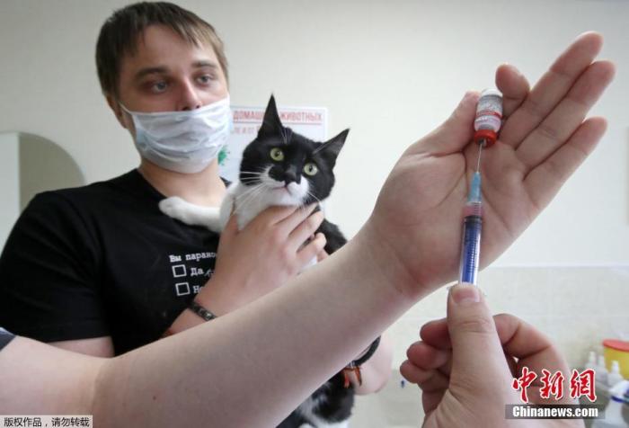 资料图：俄罗斯推出一款名为Carnivac-Cov的动物疫苗。