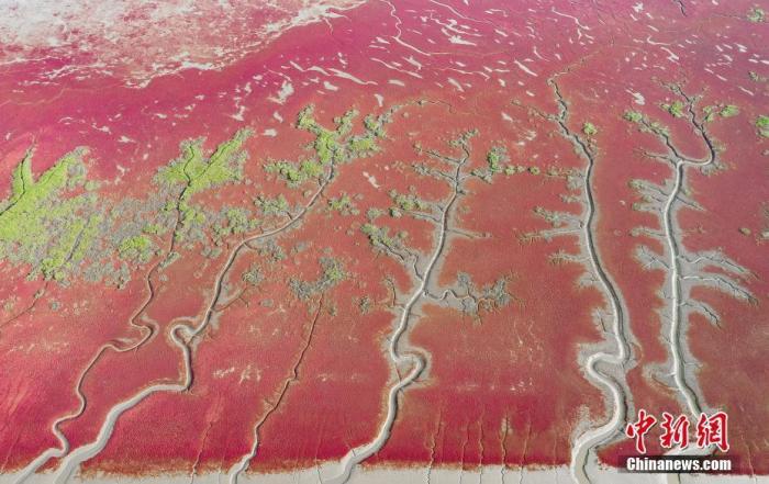 辽宁盘锦辽河入海口处滩涂上生长着大片的碱蓬草每年入秋开始变红，这个时节正式最佳观赏季。图片来源：视觉中国