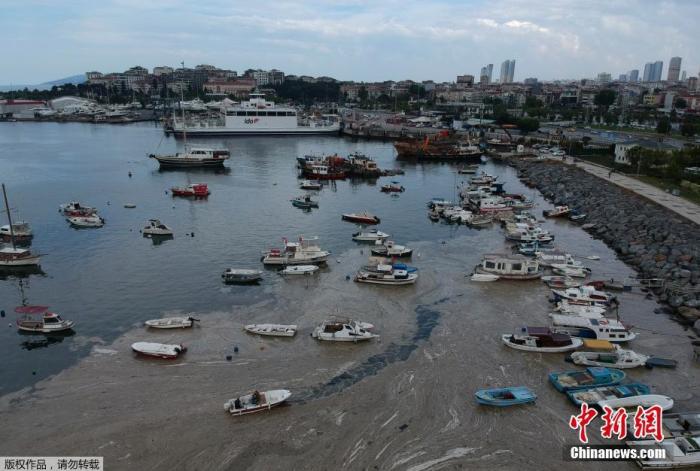 当地时间2021年6月4日，土耳其伊斯坦布尔，据土耳其媒体报道，土耳其科学家正在对覆盖着伊斯坦布尔附近马尔马拉海的海中粘液“海鼻涕”进行研究，并呼吁采取紧急行动。土耳其中东科技大学主任巴里斯·萨利霍格鲁告诉媒体：“根据我们最新的观察，‘海鼻涕’布满了马尔马拉海：它不仅存在于海面上，还存在于水域深处，像凝胶般的东西。我们此前从没有见过如此大规模的这种现象。”他表示，海水中的含氧量已经严重下降，因此亟需采取紧急措施。
