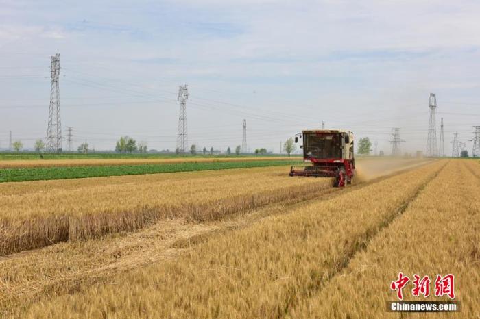 农民驾驶农机穿梭在田间收割。 刘峰 摄