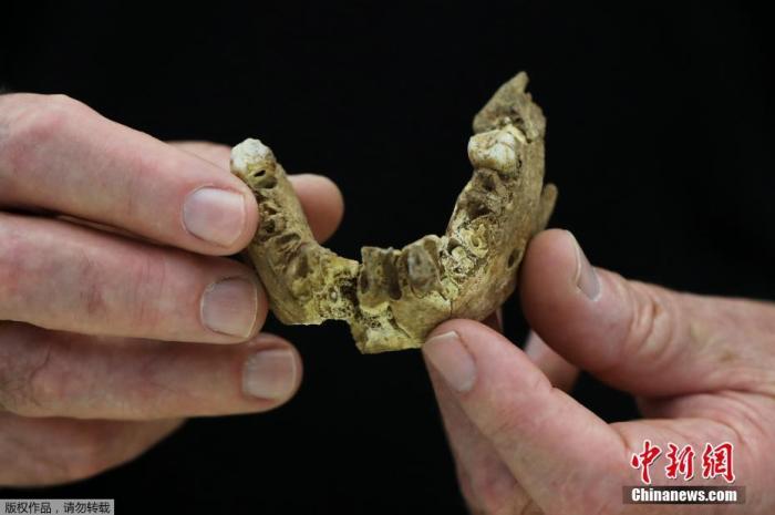 当地时间6月23日，以色列特拉维夫大学的研究人员查看了未知的新型早期人类头骨化石。据报道，以色列的考古人员确认他们发现了一种生活在10多万年前的未知的远古人类。他们认为，在以色列拉姆拉市附近发现的遗骸代表了这一非常古老的人类群体，其中包括一个生活在14万到12万年前人类的部分头骨和下颚。据悉，科学家们将新发现的谱系命名为“Nesher-Ramla人型”。详细情况已发表在《科学》杂志上。