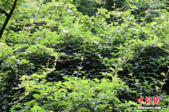 A 100-year-old kiwi tree was discovered recently in the Qinling Mountains, Northwest China's Shaanxi Province. (Photo/China News Service)