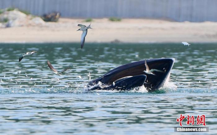 7月4日，在广东省深圳市大鹏湾海域拍摄的布氏鲸。日前，一头布氏鲸出现在大鹏湾海域，此后一直在该海域逗留。经专家观测，这是一条体长8米左右的小型布氏鲸，目前健康状况良好。连日来，深圳市大鹏新区相关部门已加强对相关海域的监测和管理。 <a target='_blank' href='http://www.chinanews.com/'>中新社</a>记者 陈文 摄