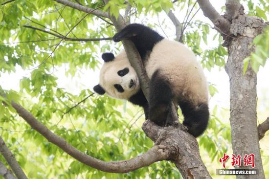 Ya Ya's worrying condition in Memphis Zoo prompts Chinese people to check on pandas around the world