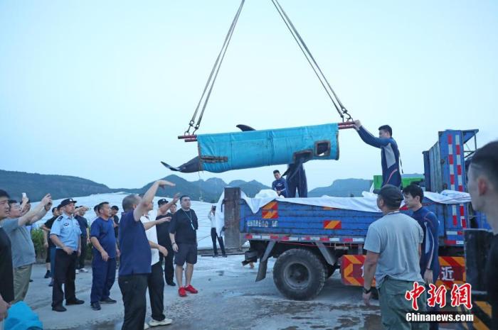 资料图：浙江台州，瓜头鲸转运过程。 图片来源：视觉中国