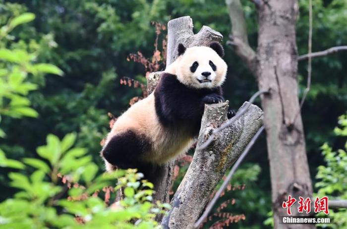 资料图：大熊猫。 安源 摄