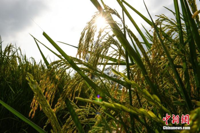 8月31日，在长虹村试种的“巨型稻”长势喜人。 何蓬磊 摄