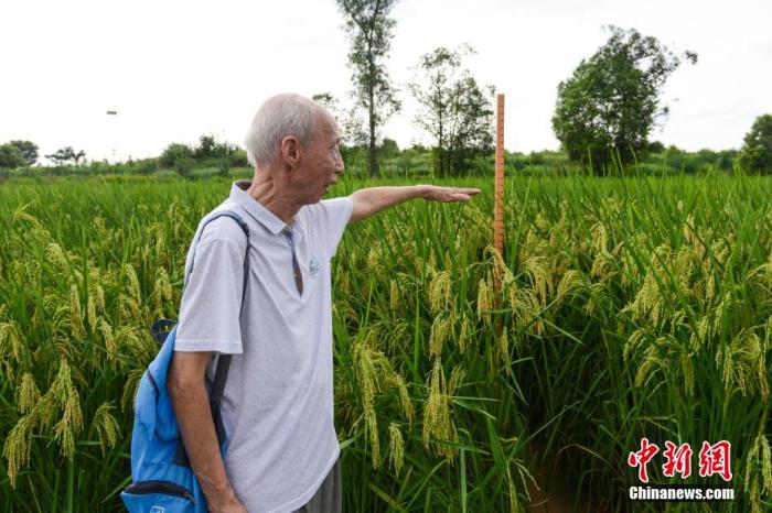 8月31日，在“巨型稻”田间，一位老人激动地指着标尺说：“太了不起了！” 何蓬磊 摄