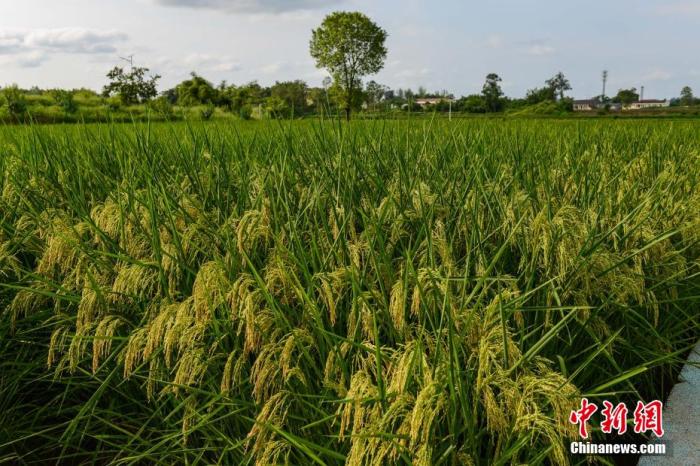 在长虹村试种的“巨型稻”长势喜人。 何蓬磊 摄