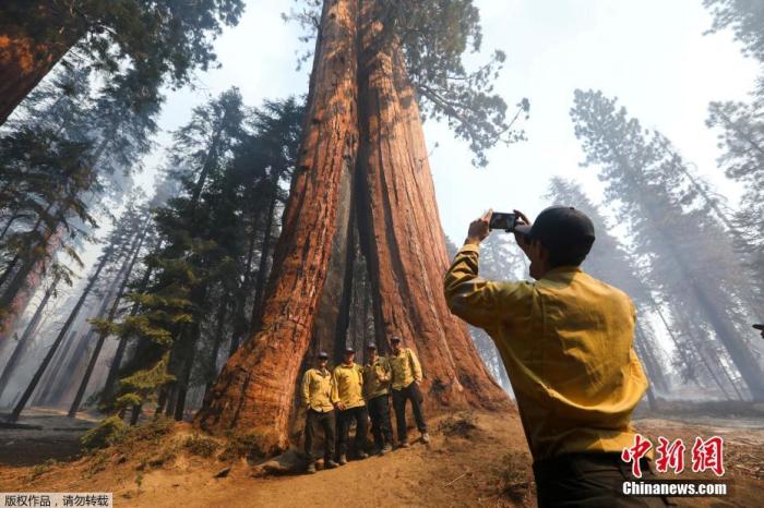 当地时间9月21日，美国加利福尼亚州，加利福尼亚温泉附近的红杉国家森林中，奥兰治县的消防队员在风中燃烧的红杉中拍照。