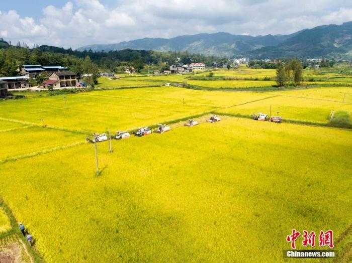 资料图为在重庆云阳县路阳镇，一字排开的8台大型收割机正在稻田中收割成熟的水稻。刘兴敏 摄