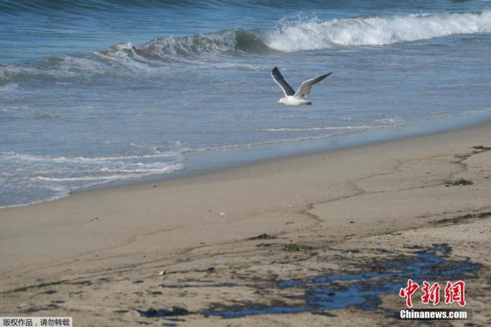 当地时间10月3日，美国加利福尼亚州亨廷顿海滩，海鸥飞过被原油污染的沙滩。