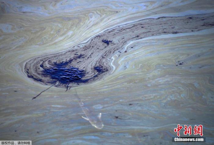 當地時間10月3日，美國加利福尼亞州亨廷頓海灘，魚在被原油污染的海水中游動。