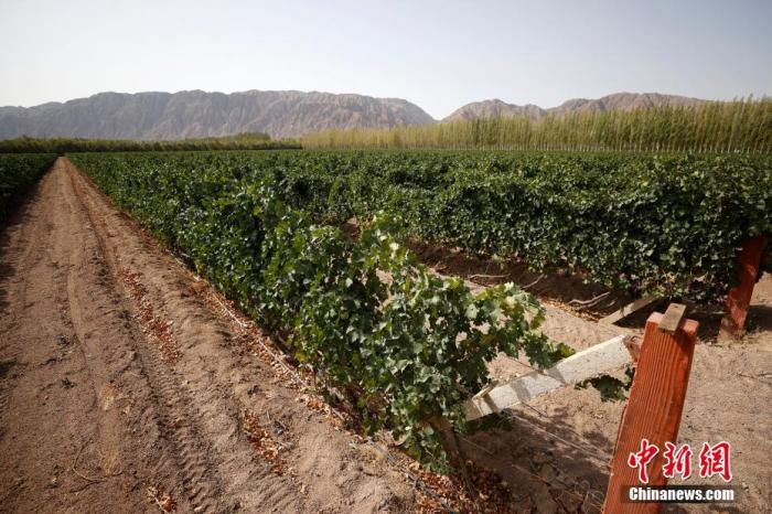 新疆素被称为“瓜果之乡”。金秋时节，天山南北的葡萄园中，或绿或紫的葡萄犹如颗颗明珠般晶莹剔透。作为中国酿酒葡萄种植大区之一，新疆正通过顶层布局、政策支持等，“酝酿”出一个优质高端葡萄酒核心产区。新疆有着悠久的葡萄种植历史。2003年，考古人员在新疆吐鲁番洋海墓地中发现一根葡萄藤，距今约2500年。截至2020年底，新疆酿酒葡萄种植面积发展到33万亩，居中国第二位；酿酒葡萄产量逾21万吨，居中国第一位。新疆目前有葡萄酒庄134家，逐渐形成天山北麓、伊犁河谷、焉耆盆地、吐哈盆地四大葡萄酒产区。图为9月24日拍摄的新疆天塞酒庄葡萄种植园。 <a target='_blank' href='http://www.chinanews.com/'>中新社</a>记者 富田 摄