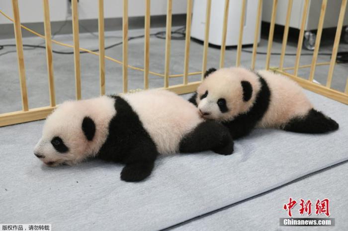 当地时间2021年10月8日，日本东京的上野动物园公布了6月份出生的一对双胞胎大熊猫宝宝的姓名。据NHK新闻网等日媒报道，雄性大熊猫被命名为晓晓，雌性大熊猫被命名为蕾蕾。图为当地时间10月4日，日本东京，上野动物园公布了6月份出生的一对双胞胎大熊猫宝宝。