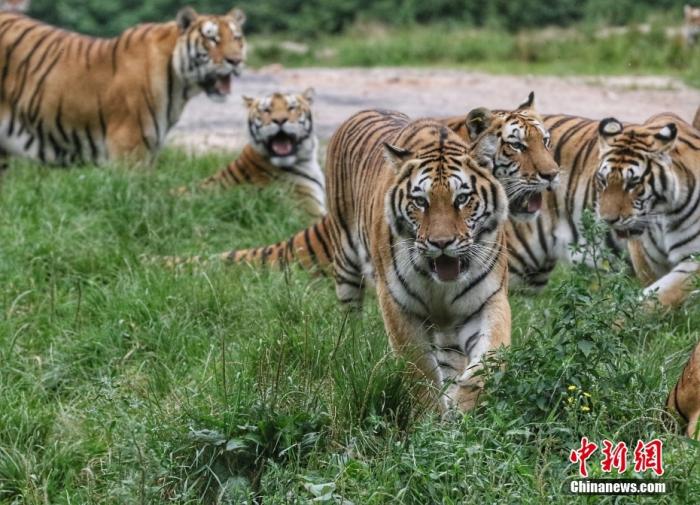 黑龍江省牡丹江市，中國橫道河子貓科動物飼養繁育中心內的老虎。