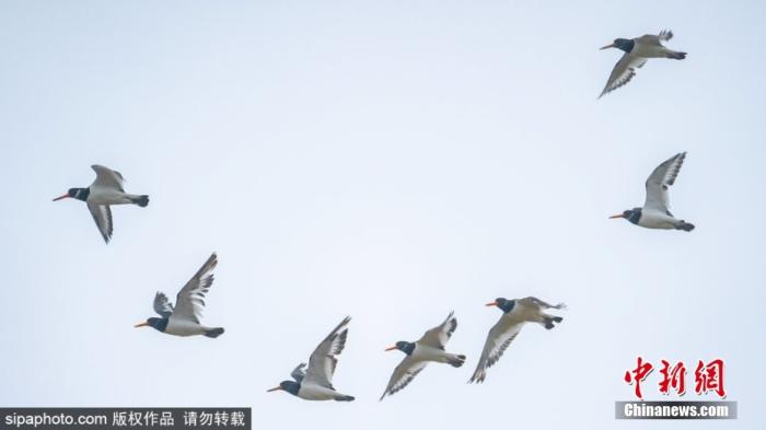 资料图：英国诺福克郡斯内蒂瑟姆，成千上万的海鸟在天空中结队飞翔。图片来源：Sipaphoto版权作品 禁止转载
