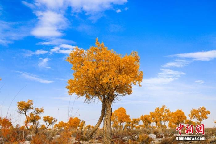 资料图：新疆博湖县境内的胡杨林进入最佳观赏季，胡杨树叶陆续泛黄。年磊 摄