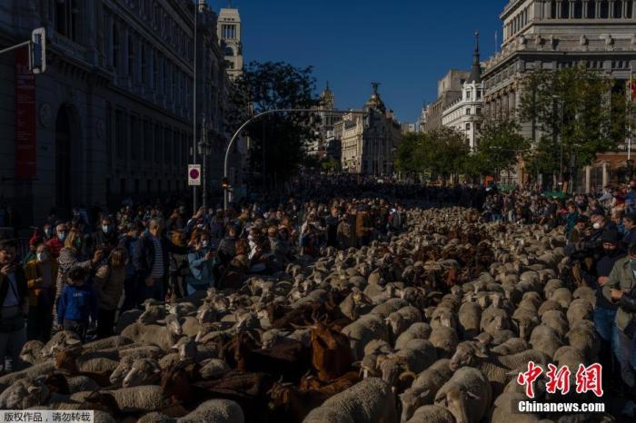 当地时间2021年10月24日，几千只羊进入了西班牙马德里市中心的街道，准备参加一年一度的“迁徙放牧节”(Transhumance Festival)。自1994年以来，这一活动主张将迁移和大规模畜牧业作为保护生物多样性和应对气候变化的方法。