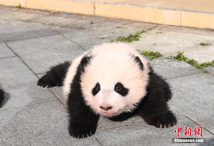 “海归”大熊猫“宝宝”所产双胞胎幼仔迎出生百日