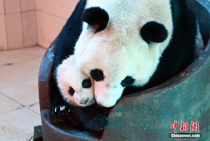 图为大熊猫“宝宝”和它的大仔在一起。 安源 摄
