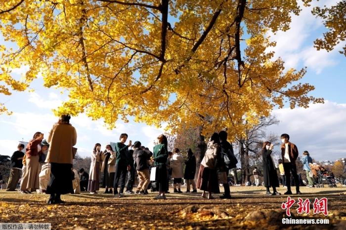 当地时间11月23日，日本东京秋色浓郁，民众户外拍照散步。