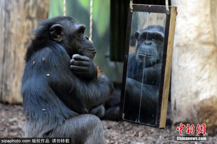 当地时间2021年12月29日，捷克拉贝河畔皇宫镇，当地野生动物园中的黑猩猩照镜子，对着镜子做出各种动作，人模人样，令人忍俊不禁。 图片来源：Sipaphoto