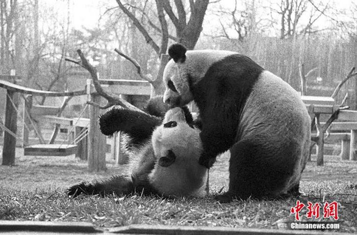 美国家动物园举办系列活动庆祝大熊猫抵美50周年