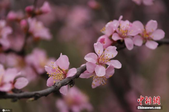 3月20日，河南省郑州市惠济区大运河旁二色桃花悄然绽放，春意盎然。 图片来源：ICphoto