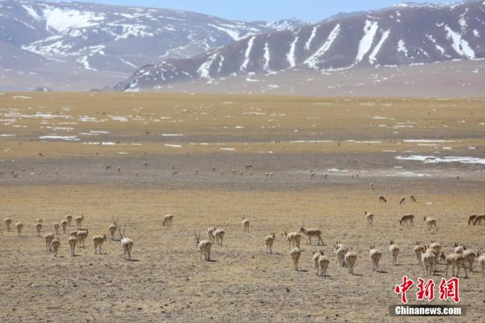 雪山和藏羚羊群组成了特殊的高原风景。索朗仁青 摄