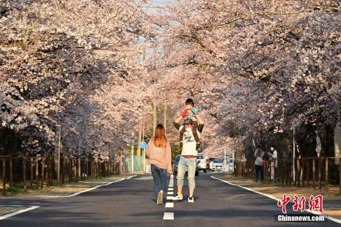 资料图：日本福岛的“樱花隧道”重新向游人开放。 图片来源：视觉中国