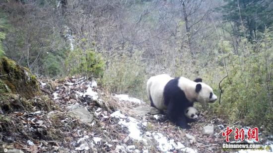 Wild giant panda population grows to nearly 1,900 in China