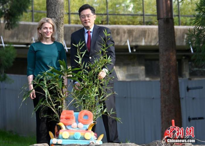 图为中国驻美大使秦刚（右）与美国国家动物园主管布兰迪·史密斯（Brandie Smith），共同为大熊猫食用的、有“50”字样的冰冻水果蛋糕插上竹子制作的装饰。 <a target='_blank' href='/'>中新社</a>记者 陈孟统 摄