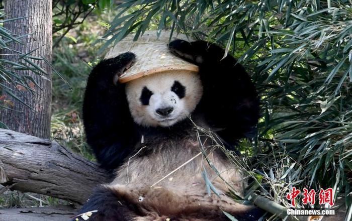 成都大运会吉祥物“蓉宝”的原型大熊猫“芝麻”在成都大熊猫繁育研究基地兽舍里乐享春日。图为调皮的大熊猫“芝麻”。 安源 摄