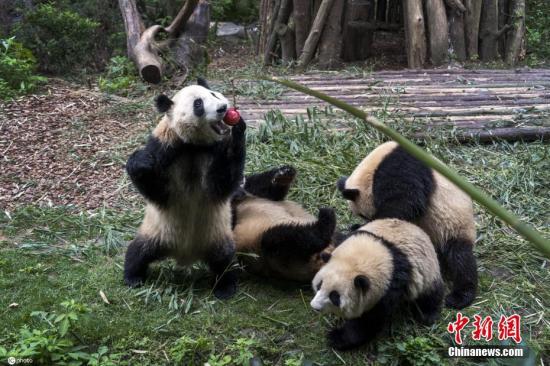 Beijing to welcome 50 giant pandas to new research base 