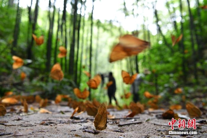 6月7日，林间飞舞的箭环蝶。日前，云南省金平县的中国·红河蝴蝶谷内箭环蝶幼虫在短时间大量集中羽化成蝶，1.5亿只箭环蝶在树林间、小路上大量聚集飞舞，形成美丽的蝴蝶奇观。据了解，当地位于热带、亚热带季风气候区，典型的立体气候，造就丰富的森林资源，为蝴蝶繁衍提供了良好条件，共发现蝴蝶11科138属320多种，是世界上蝴蝶资源最为丰富的地区之一，被誉为蝴蝶的“生命乐园”。 <a target='_blank' href='/'>中新社</a>记者 刘冉阳 摄