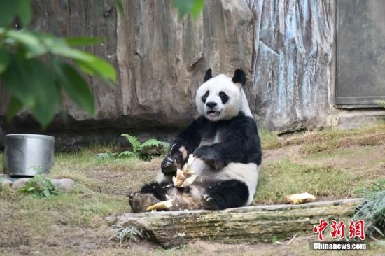 File photo of giant panda An An at the Ocean Park in Hong Kong Special Administrative Region. (China News Service)