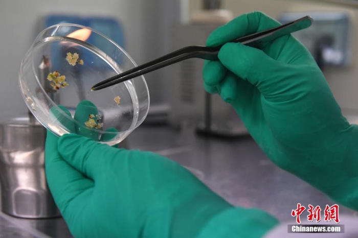 在安徽省合肥市丰乐种业实验室，科研人员正在进行基因编辑水稻幼苗分化。 韩苏原 摄