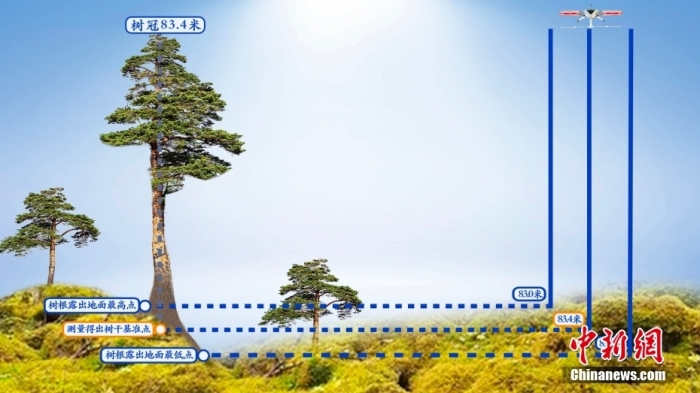 资料图为10月9日对外发布的巨树测量法示意图。 中新社发 “野性中国”工作室制作