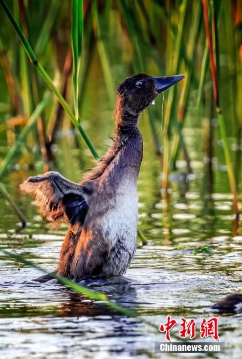 图为青头潜鸭在武汉湿地嬉戏。魏斌 摄
