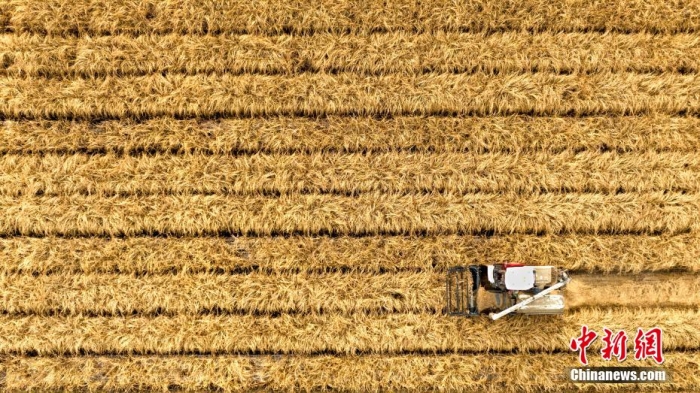 进入11月，新疆克拉玛依市农业综合开发区，克拉玛依绿成公司旱稻种植基地，收割机在稻田抢收作业。截至目前，克拉玛依市2300余亩旱稻全部收割完毕。2022年，克拉玛依的旱稻全部引自东北香米品种，全程采用有机标准进行种植、机械化生产，保证了质量，亩产可达500公斤。据了解，新疆克拉玛依市收割的旱稻在晾晒后进行加工，市民年底能吃上地产新米。闵勇 摄