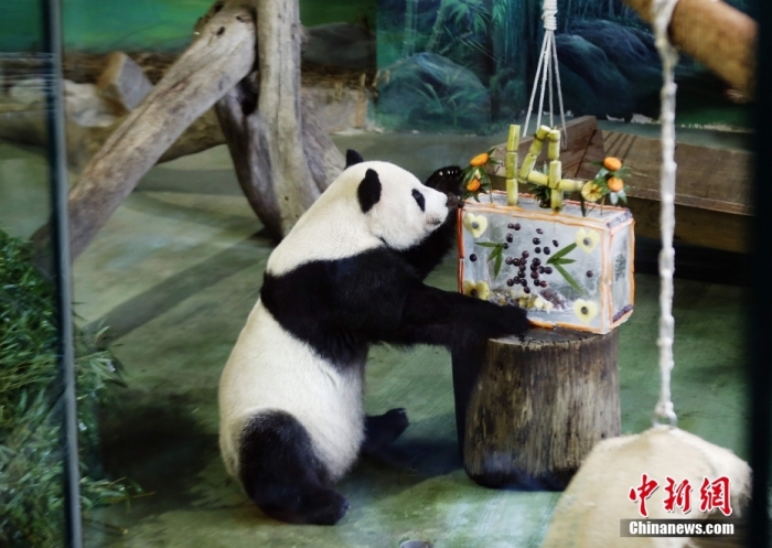 资料图：台北市动物园为“团团”庆祝生日。
中新社
记者 杨程晨 摄