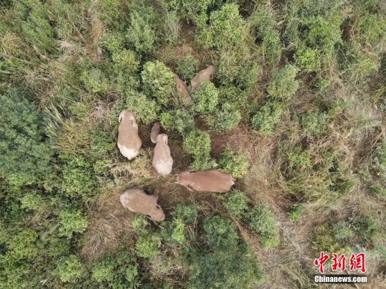 Wild Asian elephants spotted in Yunnan Province