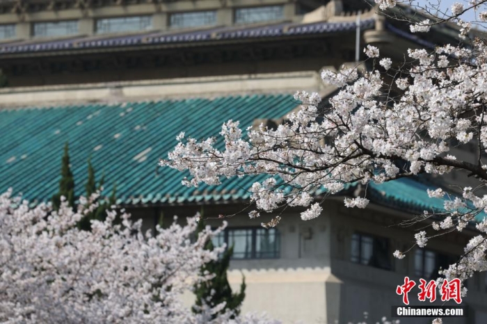 武汉大年夜教，白色樱花与青色琉璃瓦相映成画。赵军 摄