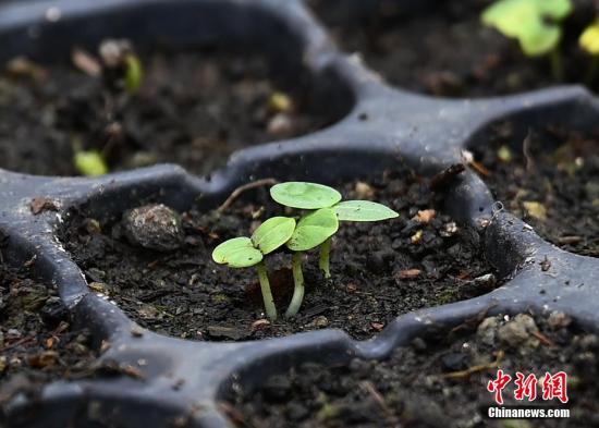 Chinese agricultural scientists to select new seed potatoes exposed to outer space