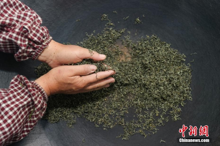 贵定县云雾镇一家茶叶加工坊工人用传统手工方式将“云雾贡茶”揉制成形。瞿宏伦 摄